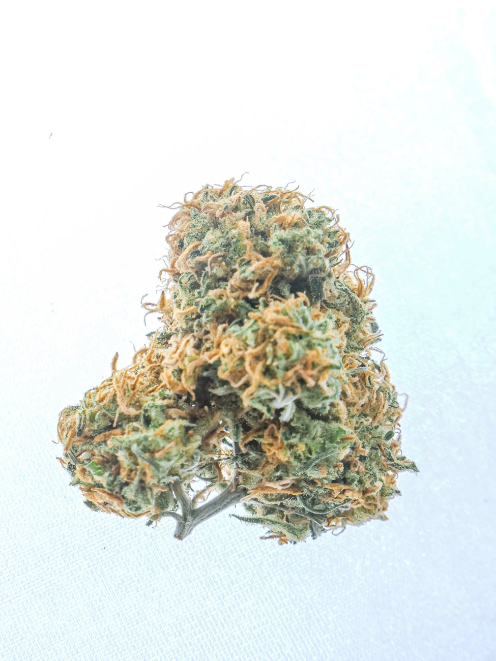 CBD-Blüte auf weißem Hintergrund